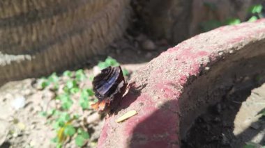 Kelebeğin kanadı çok kötü kırılmış. Bir zamanlar havanın efendisi olan kuş, şimdi yerde hayatta kalmak için mücadele ediyor. Artık uçamıyor. Bir kelebeğin hayatının son evresi..