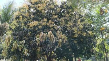 Mango ağacı çiçekleri tamamen çiçek açmış. Mango çiçekleri veya kızılötesi olarak bilinen küçük soluk sarı çiçek kümeleri ön plana hükmediyor. Dalların uçlarından çıkan bu narin panikler.