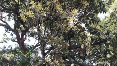 Mango ağacı çiçekleri tamamen çiçek açmış. Mango çiçekleri veya kızılötesi olarak bilinen küçük soluk sarı çiçek kümeleri ön plana hükmediyor. Dalların uçlarından çıkan bu narin panikler.