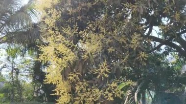 Mango ağacı çiçekleri tamamen çiçek açmış. Mango çiçekleri veya kızılötesi olarak bilinen küçük soluk sarı çiçek kümeleri ön plana hükmediyor. Dalların uçlarından çıkan bu narin panikler.