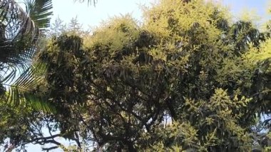 Mango ağacı çiçekleri tamamen çiçek açmış. Mango çiçekleri veya kızılötesi olarak bilinen küçük soluk sarı çiçek kümeleri ön plana hükmediyor. Dalların uçlarından çıkan bu narin panikler.