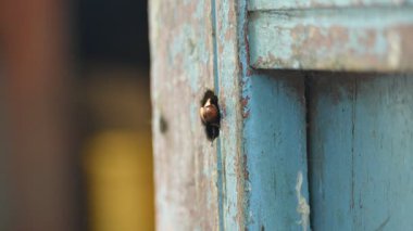 Rhynchium brunneum, çömlekçi bir eşekarısı, yuvasını tahtadaki bir deliğe inşa ediyor. Asya 'da bulunur. Böceği ve yuvanın girişini gösteriyor. Böcek etkinliği.