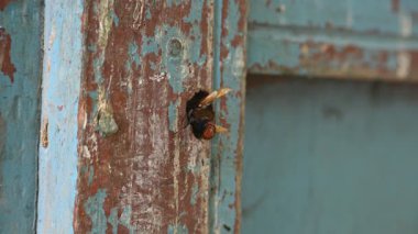 Rhynchium brunneum, çömlekçi bir eşekarısı, yuvasını tahtadaki bir deliğe inşa ediyor. Asya 'da bulunur. Böceği ve yuvanın girişini gösteriyor. Böcek etkinliği.