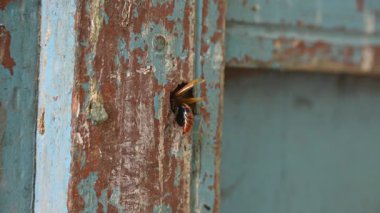 Rhynchium brunneum, çömlekçi bir eşekarısı, yuvasını tahtadaki bir deliğe inşa ediyor. Asya 'da bulunur. Böceği ve yuvanın girişini gösteriyor. Böcek etkinliği.