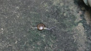 Oxychilus draparnaudi ya da Draparnaud 'un cam salyangozu. Oxychilidae familyasından küçük bir salyangoz türüdür. Camdan salyangoz familyasından bir akciğer yumuşakçasıdır. Salyangoz yağmur mevsiminde.