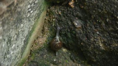 Oxychilus draparnaudi ya da Draparnaud 'un cam salyangozu. Oxychilidae familyasından küçük bir salyangoz türüdür. Camdan salyangoz familyasından bir akciğer yumuşakçasıdır. Salyangoz yağmur mevsiminde.