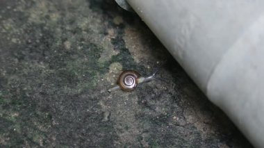 Oxychilus draparnaudi ya da Draparnaud 'un cam salyangozu. Oxychilidae familyasından küçük bir salyangoz türüdür. Camdan salyangoz familyasından bir akciğer yumuşakçasıdır. Salyangoz yağmur mevsiminde.