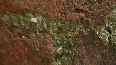 Oxychilus draparnaudi ya da Draparnaud 'un cam salyangozu. Oxychilidae familyasından küçük bir salyangoz türüdür. Camdan salyangoz familyasından bir akciğer yumuşakçasıdır. Salyangoz yağmur mevsiminde.