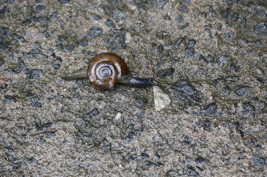 Oxychilus draparnaudi ya da Draparnaud 'un cam salyangozu. Oxychilidae familyasından küçük bir salyangoz türüdür. Camdan salyangoz familyasından bir akciğer yumuşakçasıdır. Salyangoz yağmur mevsiminde.
