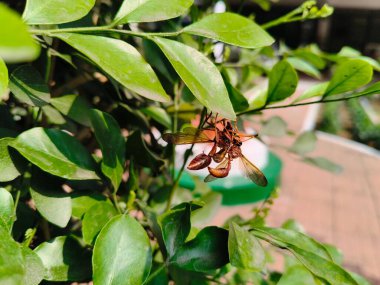 Polistes çiftleşme zamanında yaban arısı. Yaygın adı koyu eşek arısı ya da kuzey yaban arısıdır. Yeşil yaprakta çiftleşen böcekler..