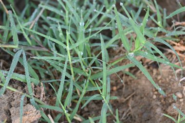 Cynodon dactylon. Yaygın adı Bermuda çimi, kanepe çimi dhoob, durva çimi, etiana çimi, dubo, köpek çimi, köpek dişi çimi, Bahama çimi, şeytanın çimi, kanepe çimi, Hint doab, arugampul, tel çim ve scutch grass 'tır..