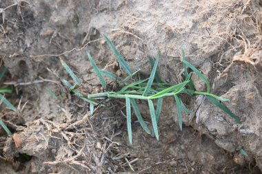 Cynodon dactylon. Yaygın adı Bermuda çimi, kanepe çimi dhoob, durva çimi, etiana çimi, dubo, köpek çimi, köpek dişi çimi, Bahama çimi, şeytanın çimi, kanepe çimi, Hint doab, arugampul, tel çim ve scutch grass 'tır..