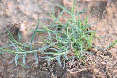 Cynodon dactylon. Yaygın adı Bermuda çimi, kanepe çimi dhoob, durva çimi, etiana çimi, dubo, köpek çimi, köpek dişi çimi, Bahama çimi, şeytanın çimi, kanepe çimi, Hint doab, arugampul, tel çim ve scutch grass 'tır..