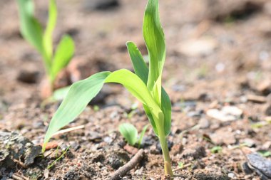 Parlak yeşil mısır fideleri güneşli bir günde ortaya çıkar. Genç saplar ayrı aralıklarla, yukarı doğru uzanan canlı ve ince yapraklar gösteriyor. Tarlada mısır bitkisi.