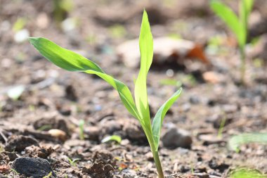 Parlak yeşil mısır fideleri güneşli bir günde ortaya çıkar. Genç saplar ayrı aralıklarla, yukarı doğru uzanan canlı ve ince yapraklar gösteriyor. Tarlada mısır bitkisi.