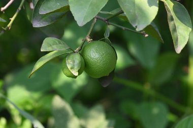 Ağaç dalında yeşil kireç yetişiyor. Yaygın adı Batı Hint kireci, Meksika kireci, Mısır kireci ve Citrusau rantiifolia 'dır. Bu bir çeşit kireç. Yeşil limon.