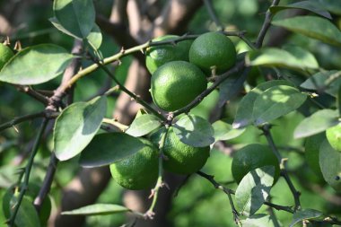 Ağaç dalında yeşil kireç yetişiyor. Yaygın adı Batı Hint kireci, Meksika kireci, Mısır kireci ve Citrusau rantiifolia 'dır. Bu bir çeşit kireç. Yeşil limon.