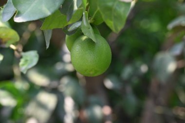 Ağaç dalında yeşil kireç yetişiyor. Yaygın adı Batı Hint kireci, Meksika kireci, Mısır kireci ve Citrusau rantiifolia 'dır. Bu bir çeşit kireç. Yeşil limon.