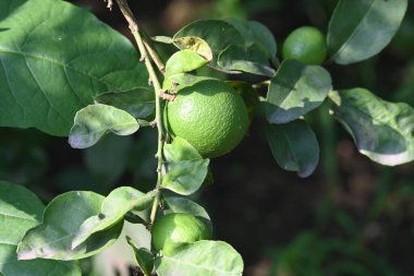Ağaç dalında yeşil kireç yetişiyor. Yaygın adı Batı Hint kireci, Meksika kireci, Mısır kireci ve Citrusau rantiifolia 'dır. Bu bir çeşit kireç. Yeşil limon.