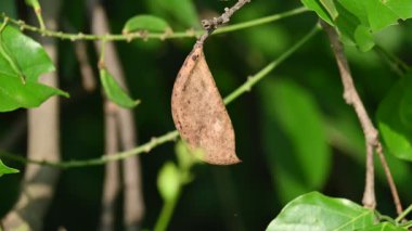 Millettia pinnata tohumları. Fabaceae familyasından bir ağaç türü. Diğer adı Pongamia pinnata, Hint kayını ve Pongame yağı. Petrol tohumlarından çıkarılır. Ayurvedic tıp.