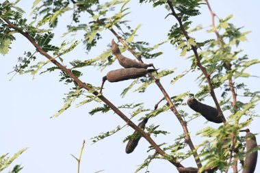 Vachellia farnesiana kapsülleri. Yaygın adı Acacia farnesiana, Mimosa farnesiana, tatlı akasya, huisache, casha ağacı ve iğne çalısıdır. Fabaceae, baklagiller (Fabaceae) familyasından bir ağaç türü. Çiçekleri parfüm endüstrisinde kullanılır..