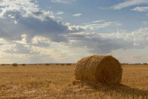 The stack of the hay on the field — Stock Photo, Image