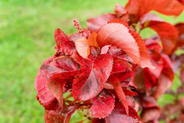 Acalypha Wilkesiana, yaygın isimleri Copperleaf ve Jacobs ceketi. Yapraklar kırmızı lekeli bakır yeşili, onlara benekli bir görüntü veriyor.. 