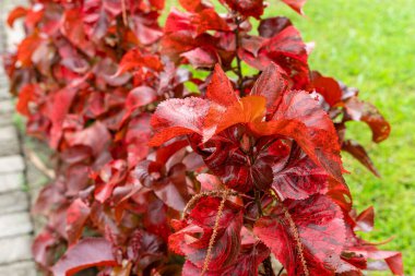 Acalypha Wilkesiana, yaygın isimleri Copperleaf ve Jacobs ceketi. Yapraklar kırmızı lekeli bakır yeşili, onlara benekli bir görüntü veriyor.. 