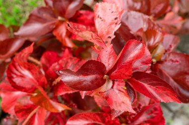 Acalypha Wilkesiana, yaygın isimleri Copperleaf ve Jacobs ceketi. Yapraklar kırmızı lekeli bakır yeşili, onlara benekli bir görüntü veriyor.. 