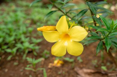 Allamanda Cathartica, Apocynaceae familyasından, Apocynaceae familyasından bir bitki türü..