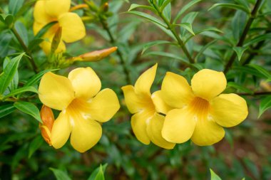 Allamanda Cathartica, Apocynaceae familyasından, Apocynaceae familyasından bir bitki türü..