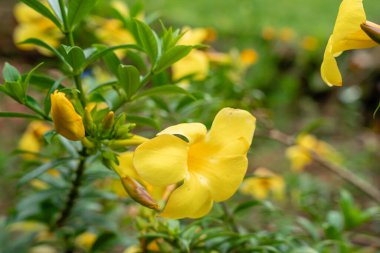Allamanda Cathartica, Apocynaceae familyasından, Apocynaceae familyasından bir bitki türü..