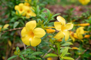Allamanda Cathartica, Apocynaceae familyasından, Apocynaceae familyasından bir bitki türü..