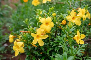 Allamanda Cathartica, Apocynaceae familyasından, Apocynaceae familyasından bir bitki türü..