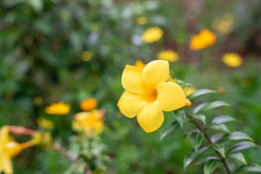 Allamanda Cathartica, Apocynaceae familyasından, Apocynaceae familyasından bir bitki türü..