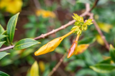 Allamanda Cathartica, Apocynaceae familyasından, Apocynaceae familyasından bir bitki türü..