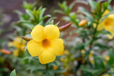 Allamanda Cathartica, Apocynaceae familyasından, Apocynaceae familyasından bir bitki türü..