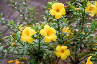 Allamanda Cathartica, Apocynaceae familyasından, Apocynaceae familyasından bir bitki türü..