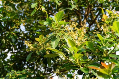Avokado ağacı ve avokado meyvesi meyve bahçesinde yetişir. Avokado bahçesi. Ağaçta büyüyen Avokado.