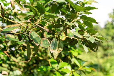 Avokado ağacı ve avokado meyvesi meyve bahçesinde yetişir. Avokado bahçesi. Ağaçta büyüyen Avokado.
