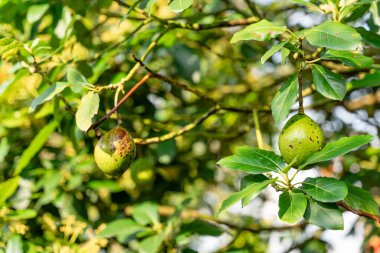 Avokado ağacı ve avokado meyvesi meyve bahçesinde yetişir. Avokado bahçesi. Ağaçta büyüyen Avokado.