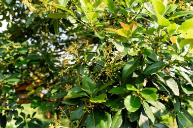 Avokado ağacı ve avokado meyvesi meyve bahçesinde yetişir. Avokado bahçesi. Ağaçta büyüyen Avokado.