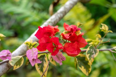 Bougainvillea, saat 4 yönünde bulunan Nyctaginaceae familyasına ait dikenli asmalar, çalılar ve ağaçların cinsidir. Bahçede çiçek açan Bougainville çiçekleri. Seçici Odaklanma.