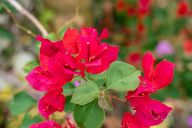 Bougainvillea, saat 4 yönünde bulunan Nyctaginaceae familyasına ait dikenli asmalar, çalılar ve ağaçların cinsidir. Bahçede çiçek açan Bougainville çiçekleri. Seçici Odaklanma.