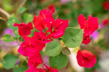 Bougainvillea, saat 4 yönünde bulunan Nyctaginaceae familyasına ait dikenli asmalar, çalılar ve ağaçların cinsidir. Bahçede çiçek açan Bougainville çiçekleri. Seçici Odaklanma.