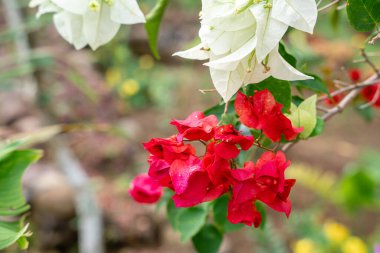 Bougainvillea, saat 4 yönünde bulunan Nyctaginaceae familyasına ait dikenli asmalar, çalılar ve ağaçların cinsidir. Bahçede çiçek açan Bougainville çiçekleri. Seçici Odaklanma.