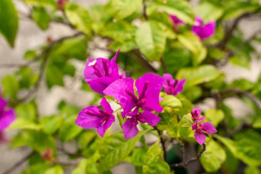 Bougainvillea, saat dörtte yaşayan Nyctaginaceae familyasına ait dikenli asmalar, çalılar ve ağaçların cinsidir..