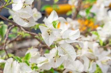 Bougainvillea, saat dörtte yaşayan Nyctaginaceae familyasına ait dikenli asmalar, çalılar ve ağaçların cinsidir..