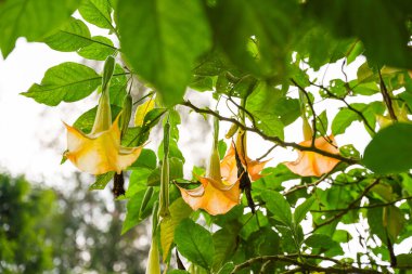 Brugmansia suaveolens, Brezilya 'nın beyaz melek trompeti, aynı zamanda melek gözyaşları ve karlı meleğin trompeti olarak da bilinir. itüzümü familyasından bir bitki türüdür. 