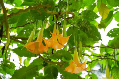 Brugmansia suaveolens, Brezilya 'nın beyaz melek trompeti, aynı zamanda melek gözyaşları ve karlı meleğin trompeti olarak da bilinir. itüzümü familyasından bir bitki türüdür. 
